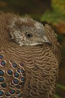 Polyplectron bicalcaratum - Grey Peacock Pheasant