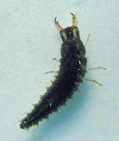 Image of: Coleoptera (beetles)