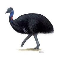 Image of: Casuarius bennetti (dwarf cassowary)