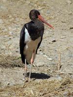 Image of: Ciconia nigra (black stork)