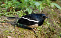 Image of: Copsychus saularis (Oriental magpie-robin)