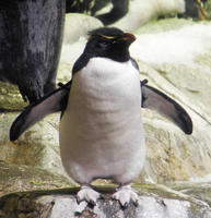 Image of: Eudyptes chrysocome (rockhopper penguin)