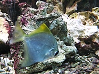 Monodactylus argenteus - Diamond Moonfish