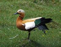 Image of: Tadorna ferruginea (ruddy shelduck)