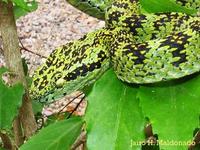 Image of: Bothriechis schlegelii (eyelash palm-pitviper)