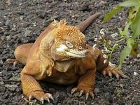 Image of: Conolophus subcristatus (land iguana)