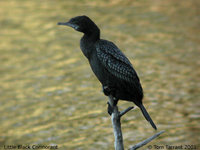 Little Black Cormorant - Phalacrocorax sulcirostris