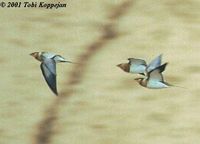 Pin-tailed Sandgrouse - Pterocles alchata