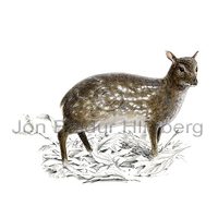 Moschiola meminna (Indian Spotted Chevrotain)