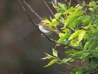 Eastern Crowned Warbler - Phylloscopus coronatus