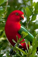 Australian King Parrot