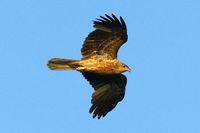 Whistling kite