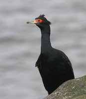 Red-faced Cormorant - Phalacrocorax urile