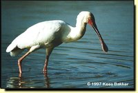 African Spoonbill - Platalea alba