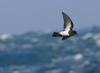 Black-bellied Storm-Petrel (Fregetta tropica) photo