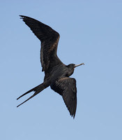 Great Frigatebird (Fregata minor) photo