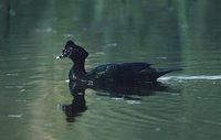 Muscovy Duck (Cairina moschata) photo