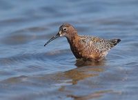 Curlew Sandpiper (Calidris ferruginea) photo