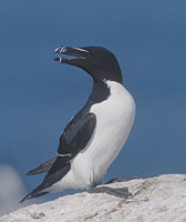 Razorbill (Alca torda) photo