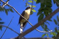 Mangrove Cuckoo - Coccyzus minor