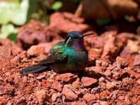 Purple-throated Mountain-gem - Lampornis calolaema