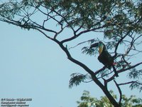 Channel-billed Toucan - Ramphastos vitellinus