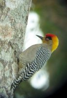 Golden-cheeked Woodpecker - Melanerpes chrysogenys