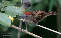 Fasciated Antshrike - Cymbilaimus lineatus