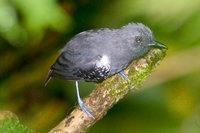 Plumbeous Antvireo - Dysithamnus plumbeus