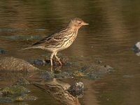 Red-throated Pipit - Anthus cervinus