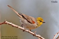 Verdin - Auriparus flaviceps