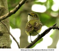 White-eyed Vireo - Vireo griseus