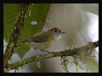 Rufous-naped Greenlet - Hylophilus semibrunneus