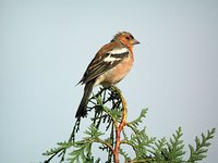 Chaffinch - Fringilla coelebs