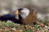 Gray-crowned Rosy-Finch - Leucosticte tephrocotis