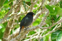 Lesser Antillean Bullfinch - Loxigilla noctis