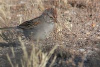 Rufous-winged Sparrow - Aimophila carpalis