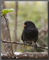 Small Ground-Finch - Geospiza fuliginosa