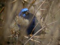 Blue Bunting - Cyanocompsa parellina