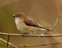 Indian Silverbill