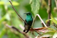 Coppery-headed Emerald