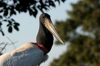 Jabiru  stork