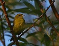 Orangecrowned Warbler