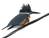 Belted Kingfisher