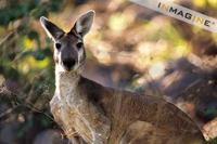 Antilopine Wallaroo (Macropus antilopinus) photo