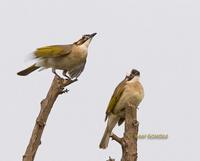 Chinese bulbul C20D 03693.jpg