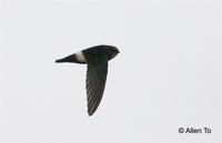 小白腰雨燕  	Little Swift  	Apus affinis