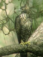 28. 뿔매 (鷹雕 : ying diao) Spizaetus nipalensis