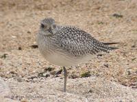 Grey Plover (Black-Bellied Plover) Pluvialis squatarola 개꿩