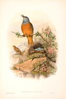 Richter after Gould Rock Thrush (Petrocincla saxatilis)